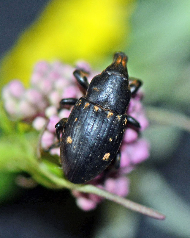 Curculionidae da identificare